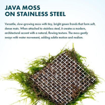 Christmas Moss Live Aquarium Plant - Freshwater Fish Tank Decorations for Natural Aquatic Décor (Golf Ball)