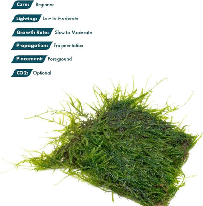 Christmas Moss Live Aquarium Plant - Freshwater Fish Tank Decorations for Natural Aquatic Décor (Golf Ball)