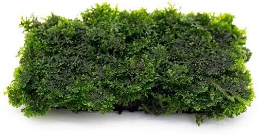 Christmas Moss Live Aquarium Plant - Freshwater Fish Tank Decorations for Natural Aquatic Décor (Golf Ball)
