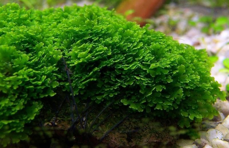 Christmas Moss Live Aquarium Plant - Freshwater Fish Tank Decorations for Natural Aquatic Décor (Golf Ball)