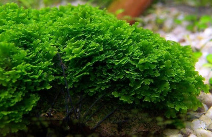 Christmas Moss Live Aquarium Plant - Freshwater Fish Tank Decorations for Natural Aquatic Décor (Golf Ball)