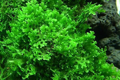 Christmas Moss Live Aquarium Plant - Freshwater Fish Tank Decorations for Natural Aquatic Décor (Golf Ball)