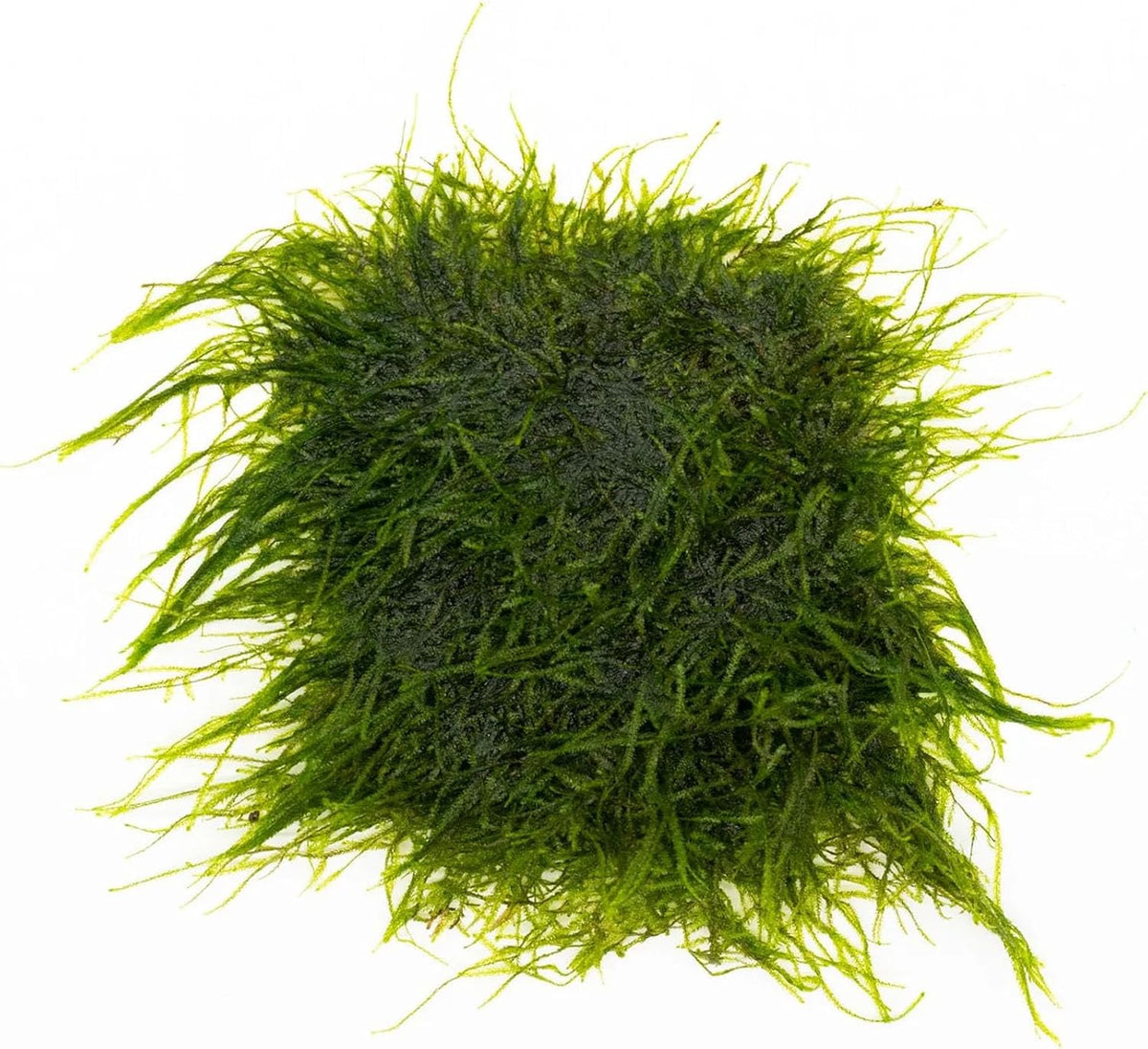 Christmas Moss Live Aquarium Plant - Freshwater Fish Tank Decorations for Natural Aquatic Décor (Golf Ball)