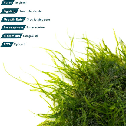 Christmas Moss Live Aquarium Plant - Freshwater Fish Tank Decorations for Natural Aquatic Décor (Golf Ball)