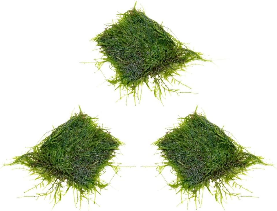 Christmas Moss Live Aquarium Plant - Freshwater Fish Tank Decorations for Natural Aquatic Décor (Golf Ball)