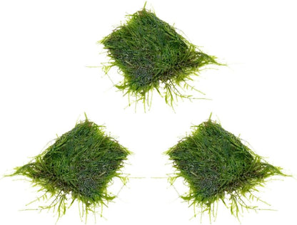 Christmas Moss Live Aquarium Plant - Freshwater Fish Tank Decorations for Natural Aquatic Décor (Golf Ball)