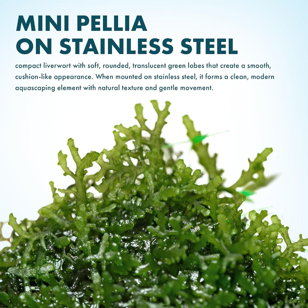 Christmas Moss Live Aquarium Plant - Freshwater Fish Tank Decorations for Natural Aquatic Décor (Golf Ball)