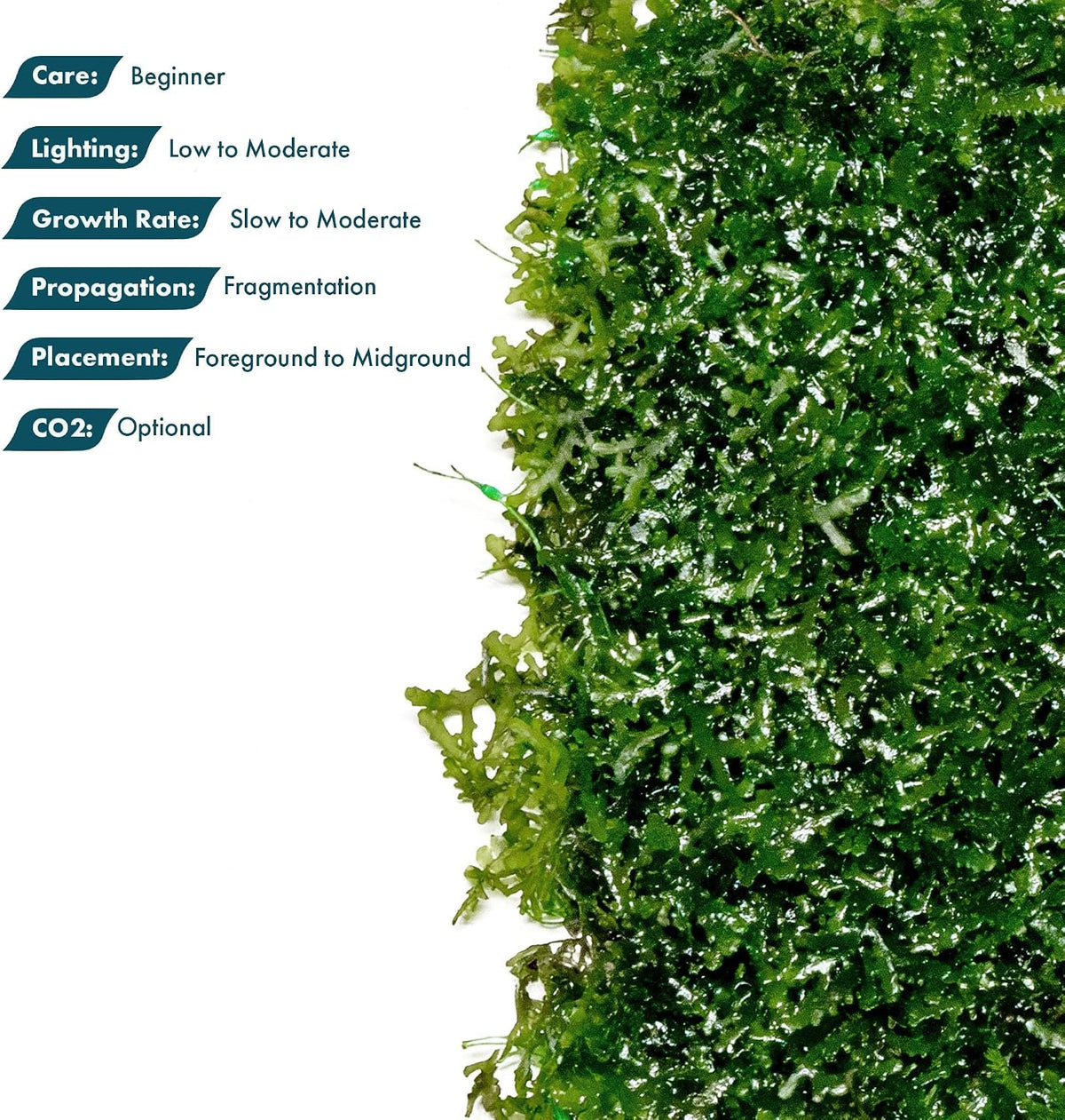 Christmas Moss Live Aquarium Plant - Freshwater Fish Tank Decorations for Natural Aquatic Décor (Golf Ball)