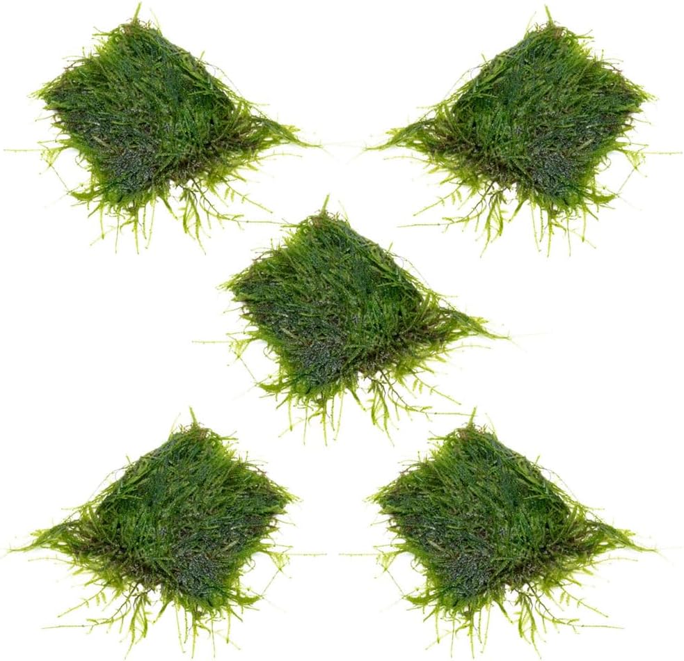 Christmas Moss Live Aquarium Plant - Freshwater Fish Tank Decorations for Natural Aquatic Décor (Golf Ball)