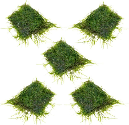 Christmas Moss Live Aquarium Plant - Freshwater Fish Tank Decorations for Natural Aquatic Décor (Golf Ball)