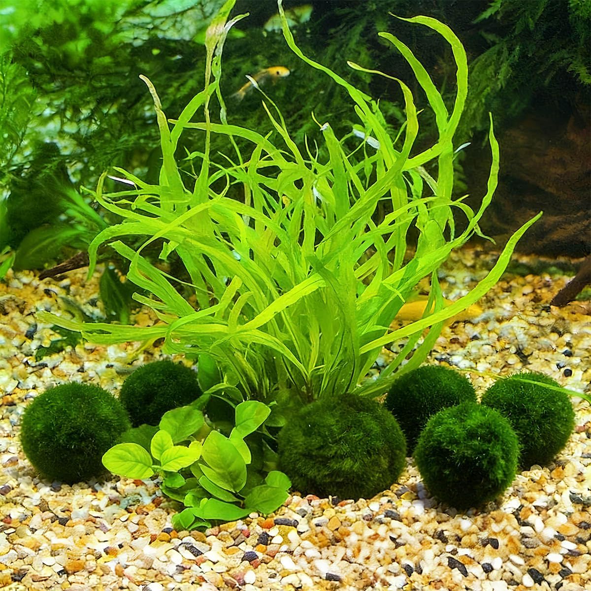 2PCS Live Moss Balls, Artificial Moss Ball for Fish Tank, Green Moss Balls for Desktop Fish Tanks, Freshwater Aquarium Ornament
