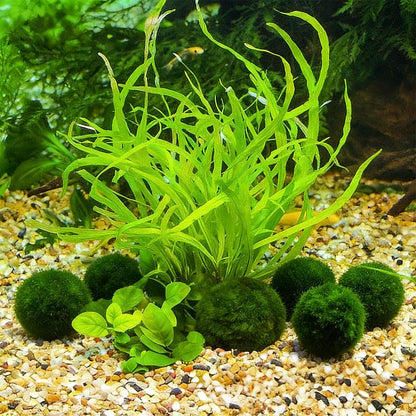 2PCS Live Moss Balls, Artificial Moss Ball for Fish Tank, Green Moss Balls for Desktop Fish Tanks, Freshwater Aquarium Ornament