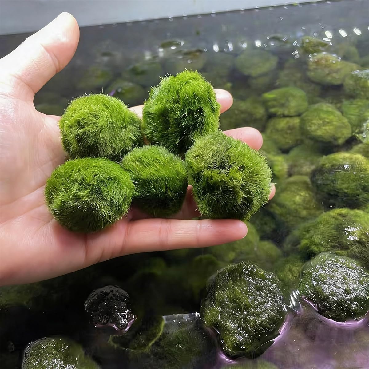 2PCS Live Moss Balls, Artificial Moss Ball for Fish Tank, Green Moss Balls for Desktop Fish Tanks, Freshwater Aquarium Ornament