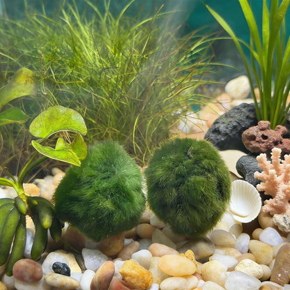 2PCS Live Moss Balls, Artificial Moss Ball for Fish Tank, Green Moss Balls for Desktop Fish Tanks, Freshwater Aquarium Ornament
