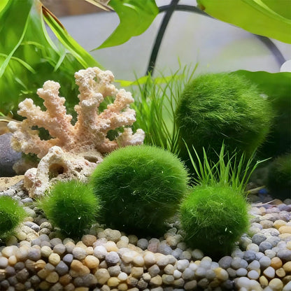 2PCS Live Moss Balls, Artificial Moss Ball for Fish Tank, Green Moss Balls for Desktop Fish Tanks, Freshwater Aquarium Ornament