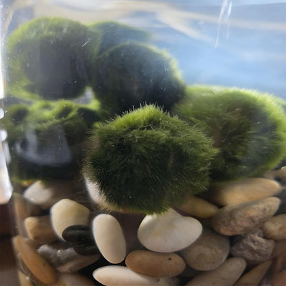 2PCS Live Moss Balls, Artificial Moss Ball for Fish Tank, Green Moss Balls for Desktop Fish Tanks, Freshwater Aquarium Ornament