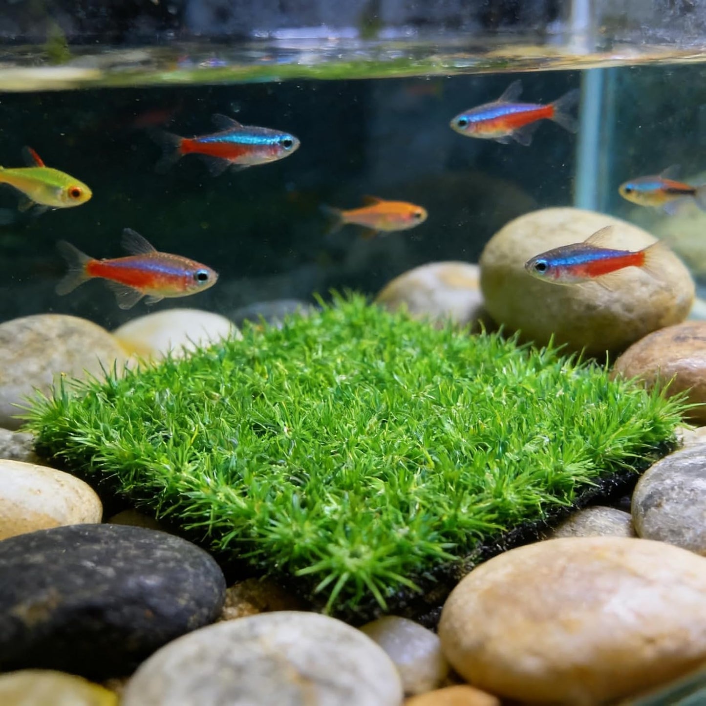 Aquarium Decor Artificial Plastic Lawn Grass ,4PCS 9 inches Fish Tank Decorations , Easy Install Green Plants for Aquariums,Breeding Grass and Hermit Crab Climbing Habitats with 16 Suction Cups
