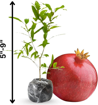 Sweet Pomegranate Tree Live Plant, 5 to 8 Inch Tall, Pomegranate Fruit Tree, Outdoor Plant, Edible Fruits