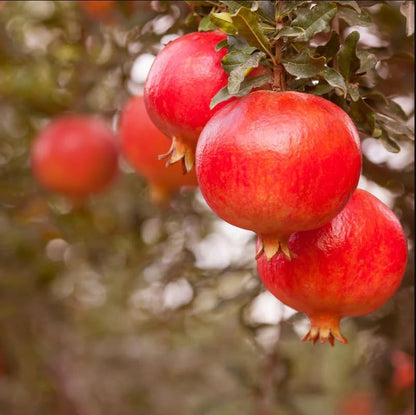 Sweet Pomegranate Tree Live Plant, 5 to 8 Inch Tall, Pomegranate Fruit Tree, Outdoor Plant, Edible Fruits