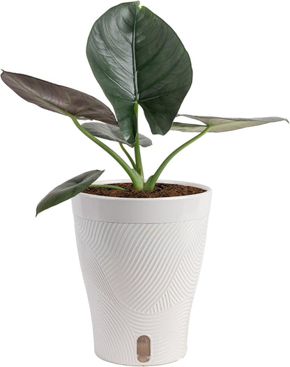 Alocasia Reginae Live Plant, Rare Tropical Collector Item, 6-Inch Self Watering Pot, Exotic Silver-Blue Foliage, Indoor Plant Stand & Shelf Decor, Home or Office Gift, 12-18 Inches Tall