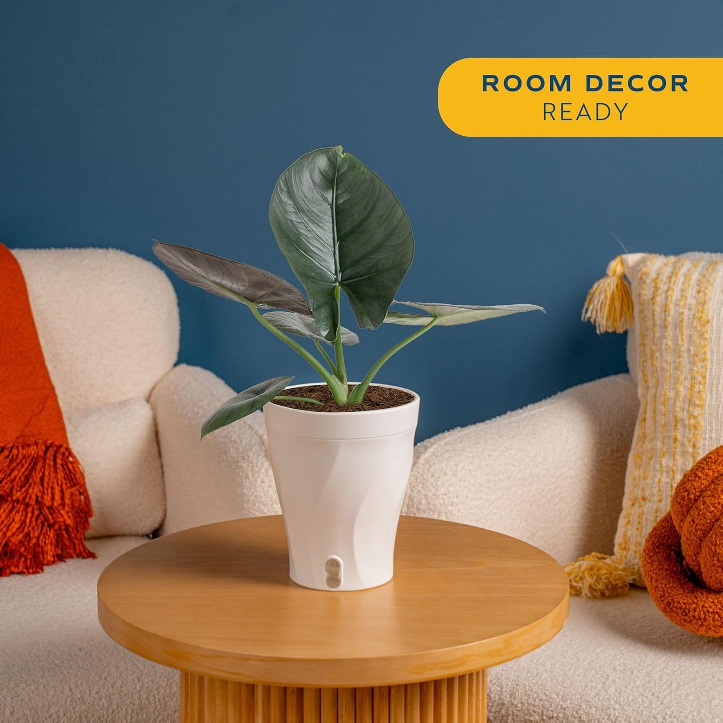 Alocasia Reginae Live Plant, Rare Tropical Collector Item, 6-Inch Self Watering Pot, Exotic Silver-Blue Foliage, Indoor Plant Stand & Shelf Decor, Home or Office Gift, 12-18 Inches Tall