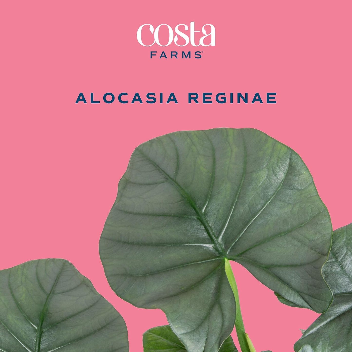 Alocasia Reginae Live Plant, Rare Tropical Collector Item, 6-Inch Self Watering Pot, Exotic Silver-Blue Foliage, Indoor Plant Stand & Shelf Decor, Home or Office Gift, 12-18 Inches Tall