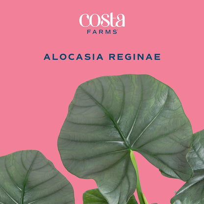 Alocasia Reginae Live Plant, Rare Tropical Collector Item, 6-Inch Self Watering Pot, Exotic Silver-Blue Foliage, Indoor Plant Stand & Shelf Decor, Home or Office Gift, 12-18 Inches Tall
