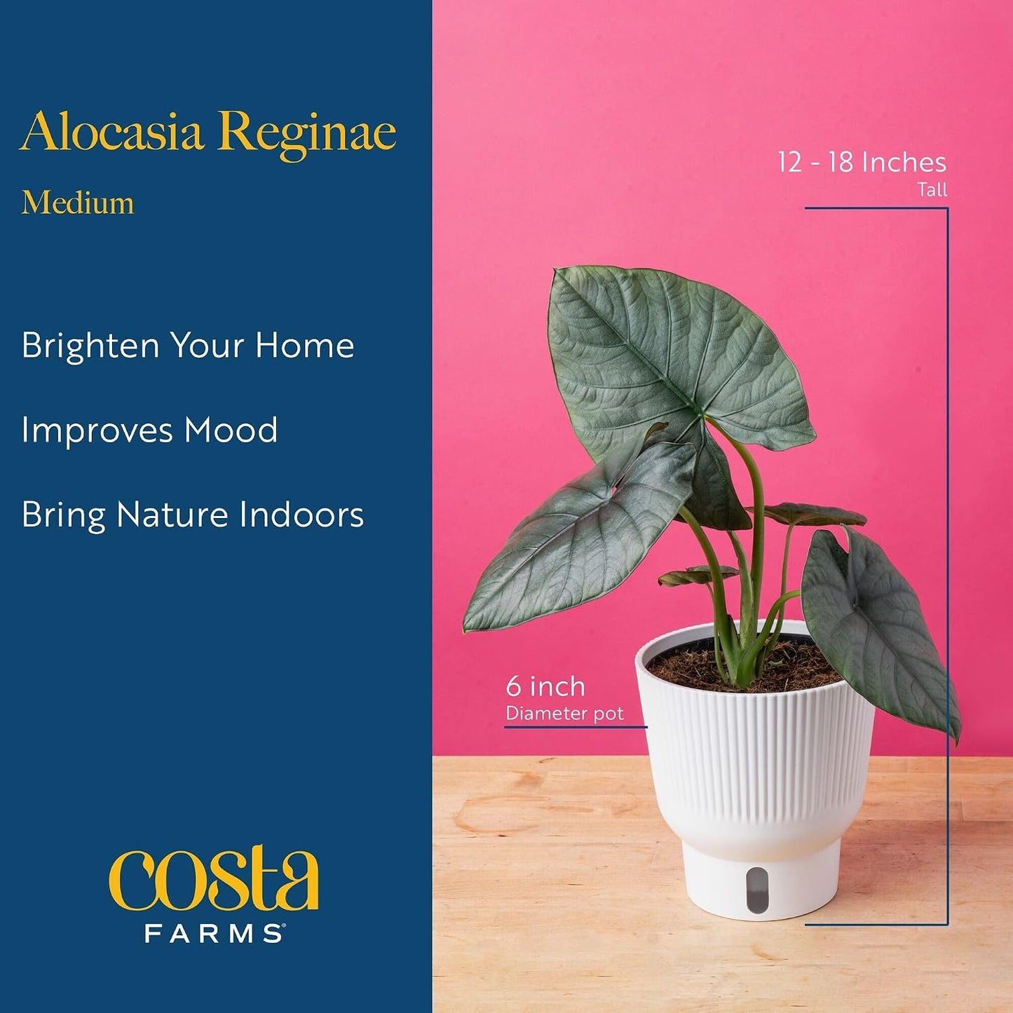 Alocasia Reginae Live Plant, Rare Tropical Collector Item, 6-Inch Self Watering Pot, Exotic Silver-Blue Foliage, Indoor Plant Stand & Shelf Decor, Home or Office Gift, 12-18 Inches Tall