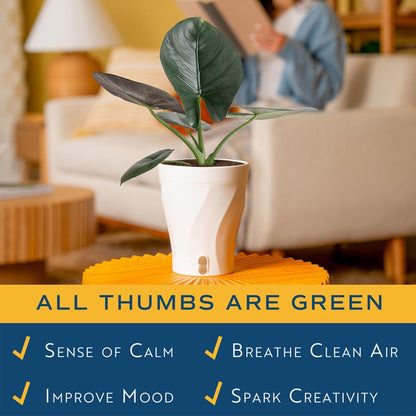 Alocasia Reginae Live Plant, Rare Tropical Collector Item, 6-Inch Self Watering Pot, Exotic Silver-Blue Foliage, Indoor Plant Stand & Shelf Decor, Home or Office Gift, 12-18 Inches Tall
