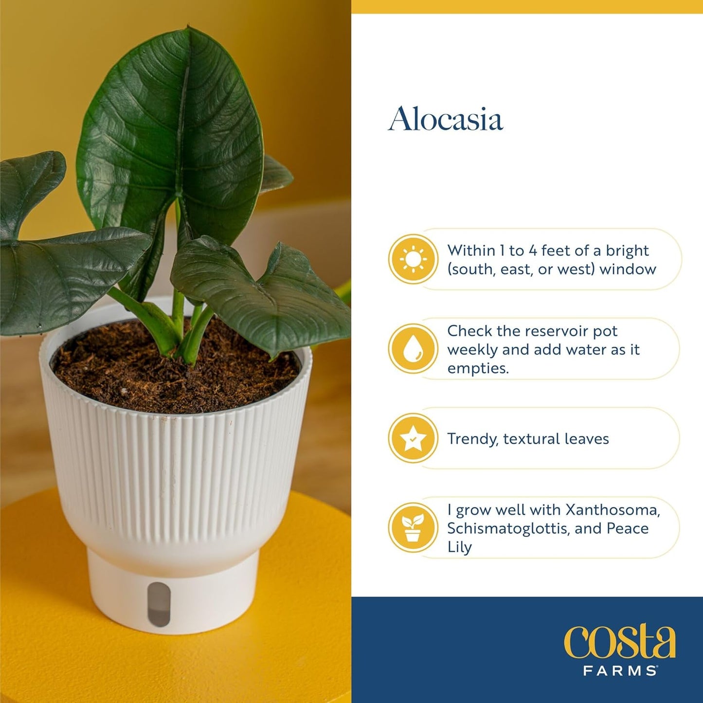 Alocasia Reginae Live Plant, Rare Tropical Collector Item, 6-Inch Self Watering Pot, Exotic Silver-Blue Foliage, Indoor Plant Stand & Shelf Decor, Home or Office Gift, 12-18 Inches Tall