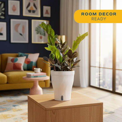 Alocasia Reginae Live Plant, Rare Tropical Collector Item, 6-Inch Self Watering Pot, Exotic Silver-Blue Foliage, Indoor Plant Stand & Shelf Decor, Home or Office Gift, 12-18 Inches Tall