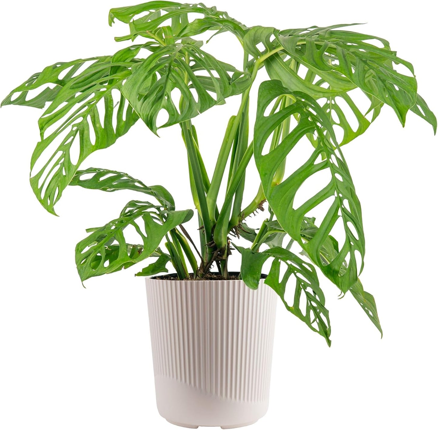 Alocasia Reginae Live Plant, Rare Tropical Collector Item, 6-Inch Self Watering Pot, Exotic Silver-Blue Foliage, Indoor Plant Stand & Shelf Decor, Home or Office Gift, 12-18 Inches Tall