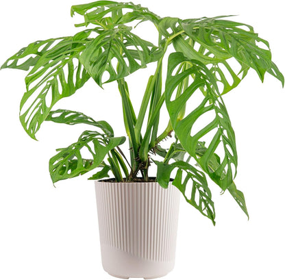 Alocasia Reginae Live Plant, Rare Tropical Collector Item, 6-Inch Self Watering Pot, Exotic Silver-Blue Foliage, Indoor Plant Stand & Shelf Decor, Home or Office Gift, 12-18 Inches Tall