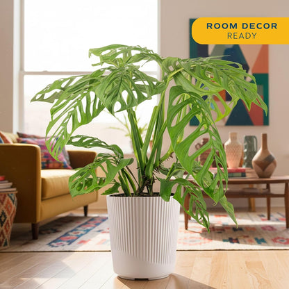 Alocasia Reginae Live Plant, Rare Tropical Collector Item, 6-Inch Self Watering Pot, Exotic Silver-Blue Foliage, Indoor Plant Stand & Shelf Decor, Home or Office Gift, 12-18 Inches Tall