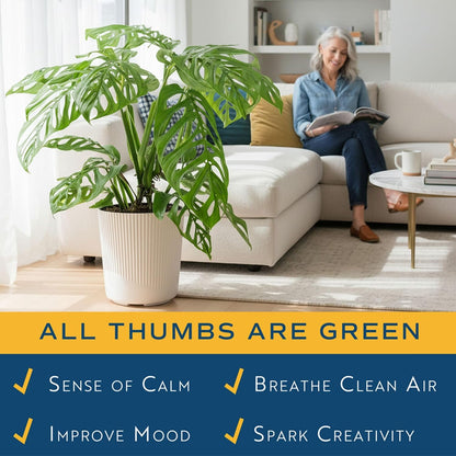 Alocasia Reginae Live Plant, Rare Tropical Collector Item, 6-Inch Self Watering Pot, Exotic Silver-Blue Foliage, Indoor Plant Stand & Shelf Decor, Home or Office Gift, 12-18 Inches Tall