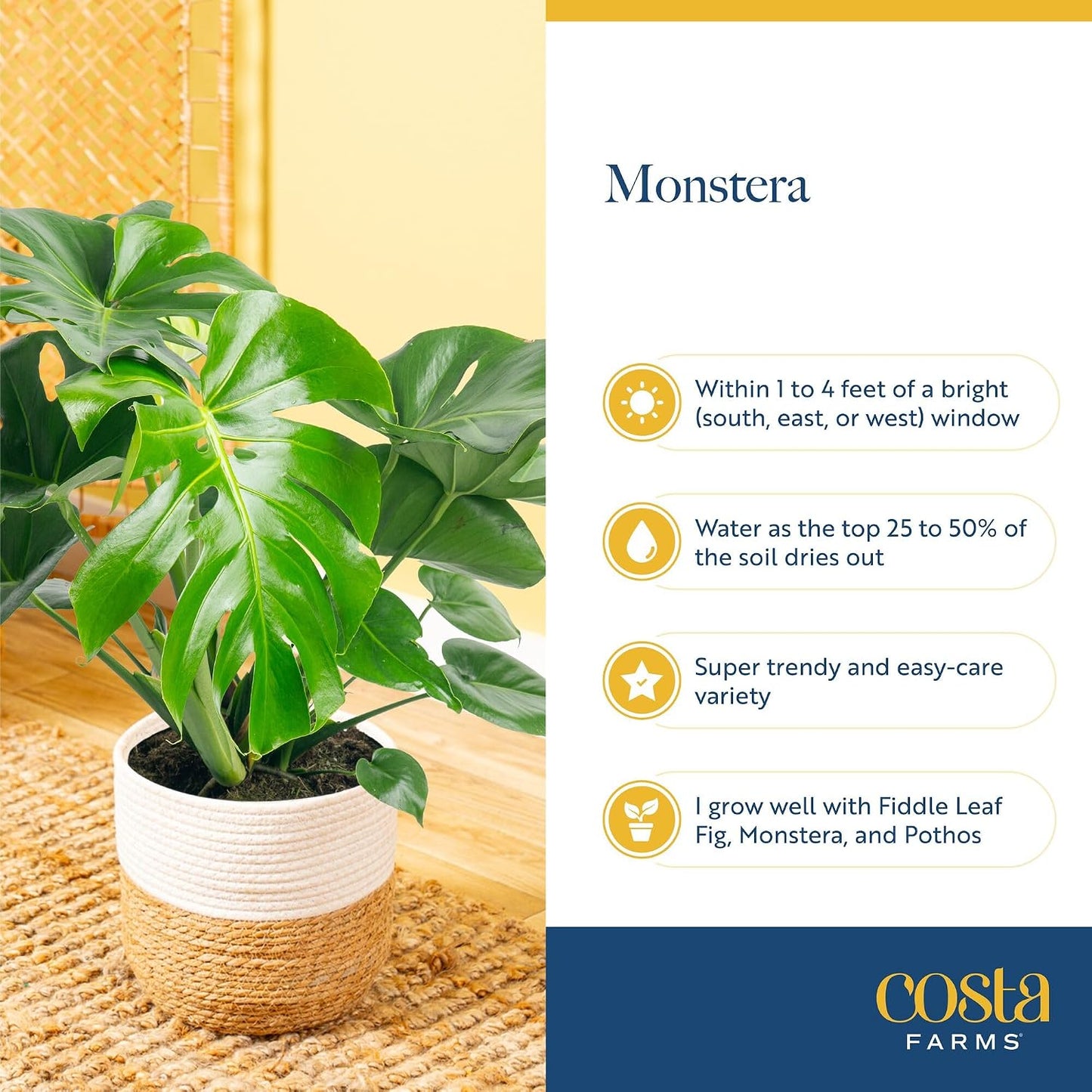 Alocasia Reginae Live Plant, Rare Tropical Collector Item, 6-Inch Self Watering Pot, Exotic Silver-Blue Foliage, Indoor Plant Stand & Shelf Decor, Home or Office Gift, 12-18 Inches Tall