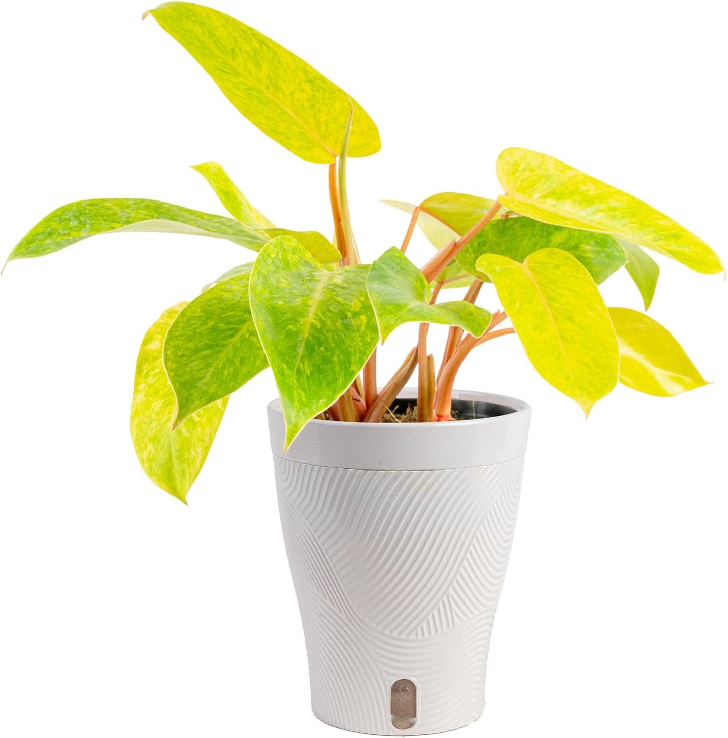 Alocasia Reginae Live Plant, Rare Tropical Collector Item, 6-Inch Self Watering Pot, Exotic Silver-Blue Foliage, Indoor Plant Stand & Shelf Decor, Home or Office Gift, 12-18 Inches Tall