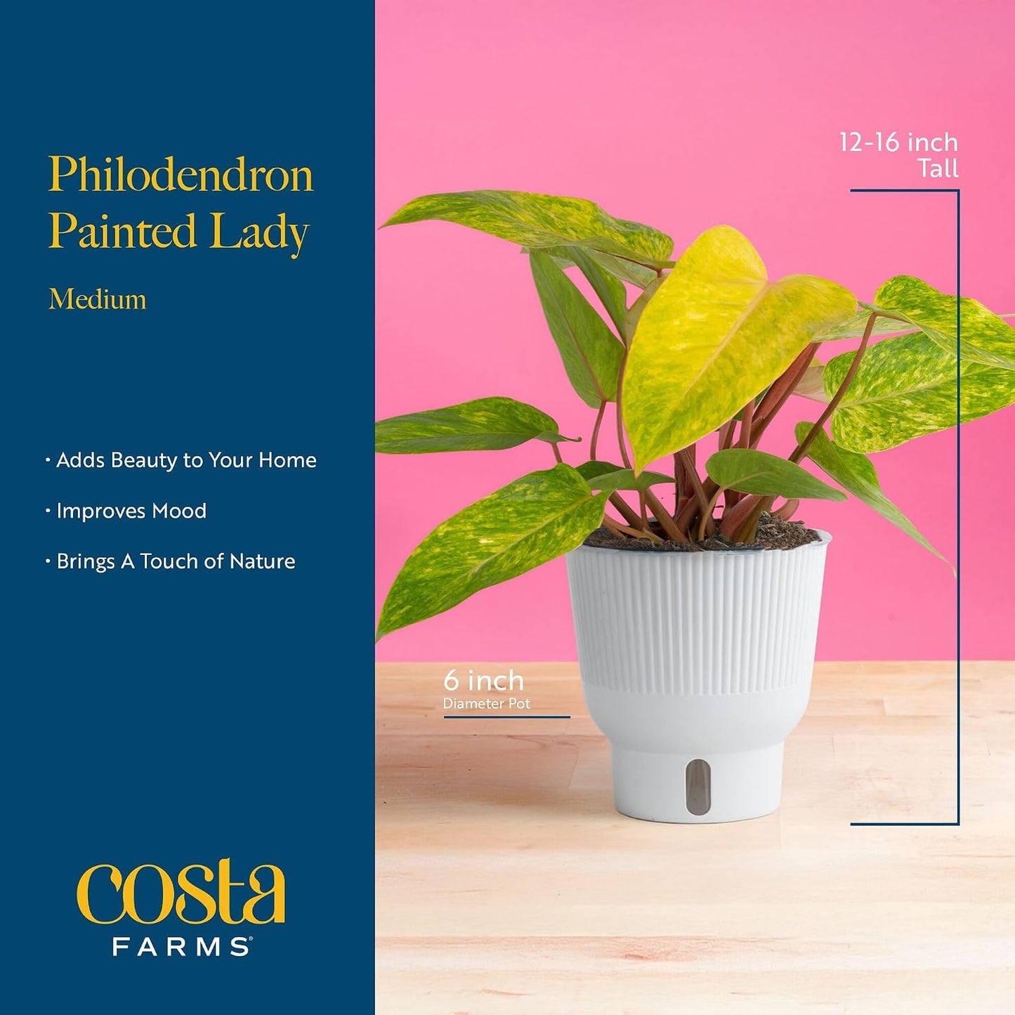 Alocasia Reginae Live Plant, Rare Tropical Collector Item, 6-Inch Self Watering Pot, Exotic Silver-Blue Foliage, Indoor Plant Stand & Shelf Decor, Home or Office Gift, 12-18 Inches Tall