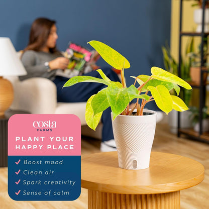 Alocasia Reginae Live Plant, Rare Tropical Collector Item, 6-Inch Self Watering Pot, Exotic Silver-Blue Foliage, Indoor Plant Stand & Shelf Decor, Home or Office Gift, 12-18 Inches Tall