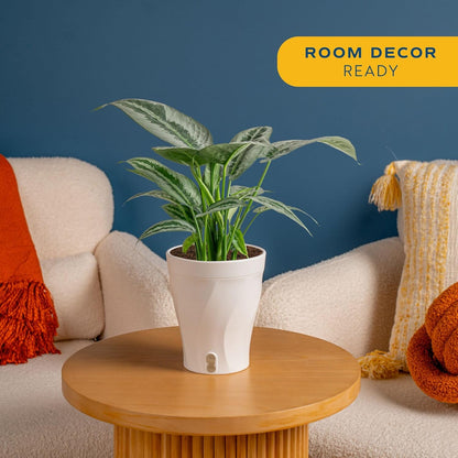 Alocasia Reginae Live Plant, Rare Tropical Collector Item, 6-Inch Self Watering Pot, Exotic Silver-Blue Foliage, Indoor Plant Stand & Shelf Decor, Home or Office Gift, 12-18 Inches Tall