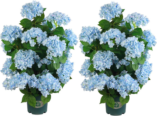 Faux Hydrangea Tree 30" Tall (2 Pack), Artificial Hydrangea Plant in Pot with White Flowers, Realistic Hydrangea Tree for Indoor Outdoor Porch, Patio, Home Decor