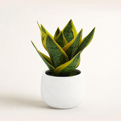 8" Fake Snake Plant& Faux Agave in White Ceramic Potot | | Pet-Friendly Low-Light Sansevieria Greenery, Real Touch Small Fake Plant for Home Office Desk, Bookshelf, Bathroom Decor