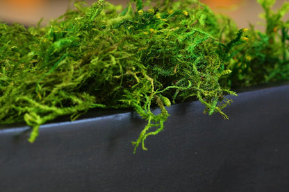 (25320) Forest Moss Preserved, Fresh Green, 2oz
