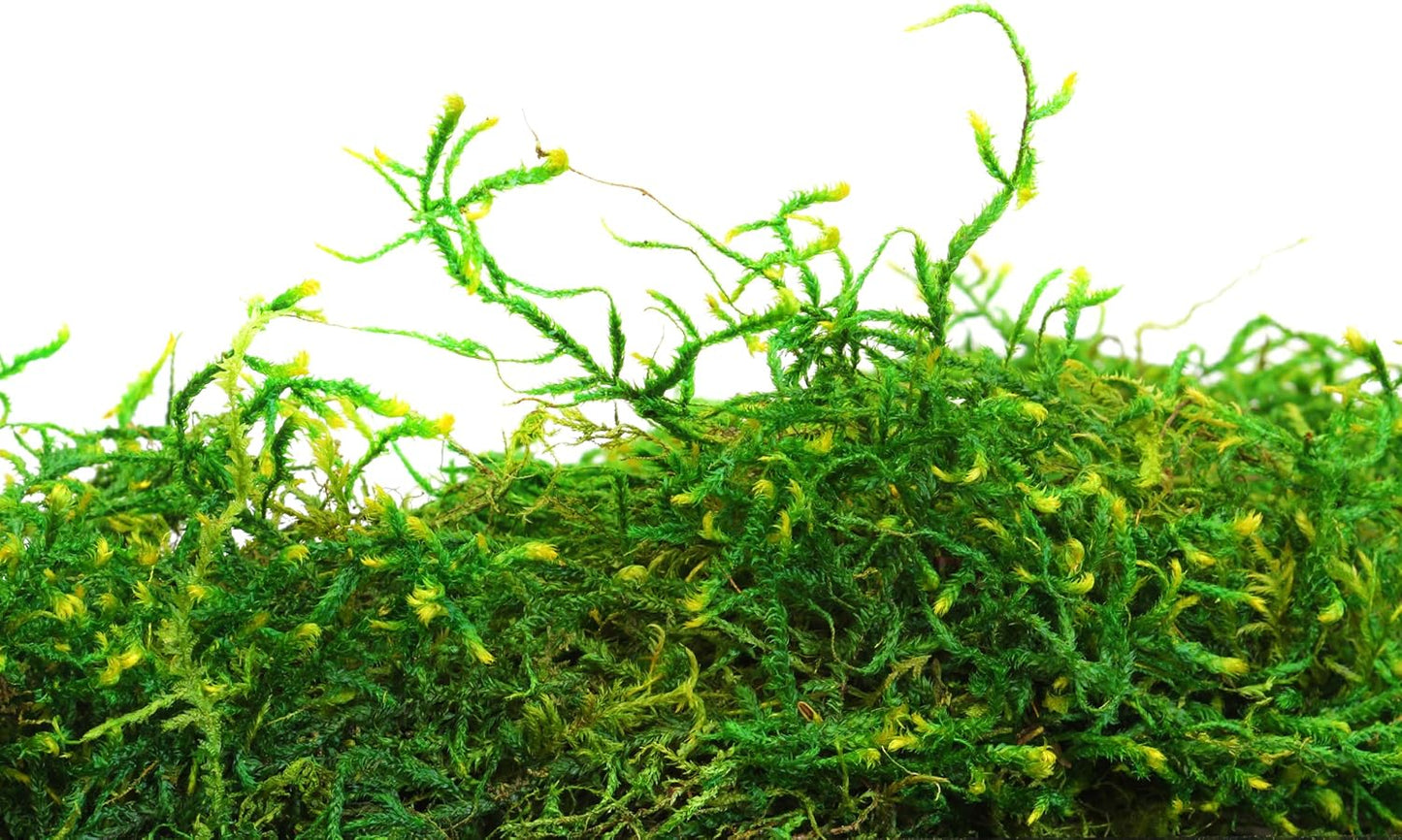 (25320) Forest Moss Preserved, Fresh Green, 2oz