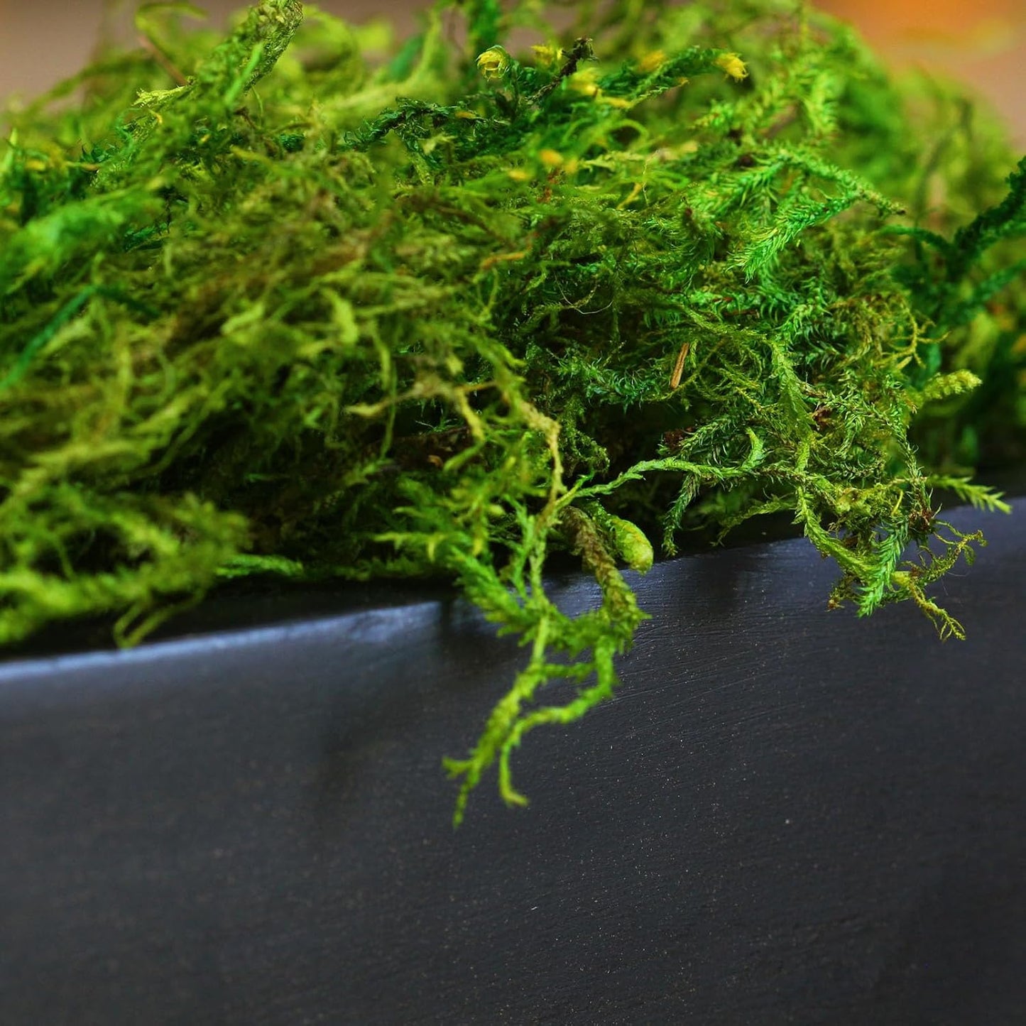 (25320) Forest Moss Preserved, Fresh Green, 2oz