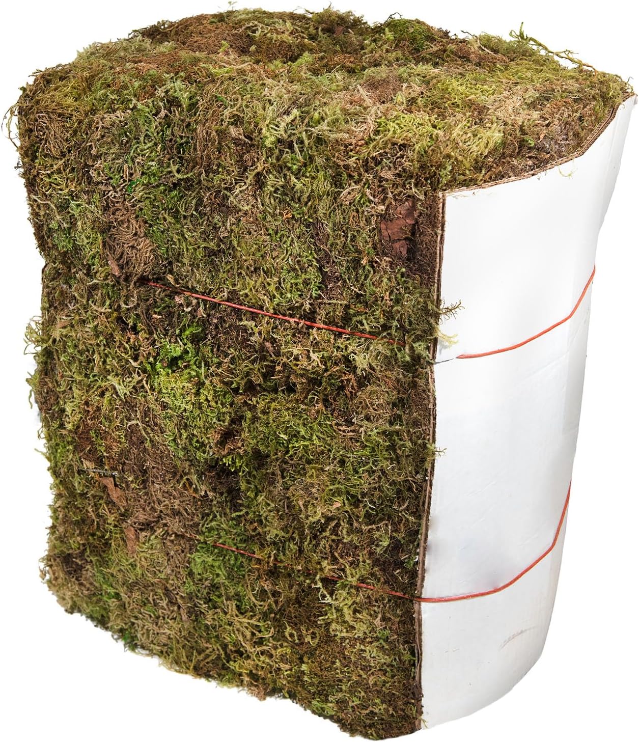 (25320) Forest Moss Preserved, Fresh Green, 2oz