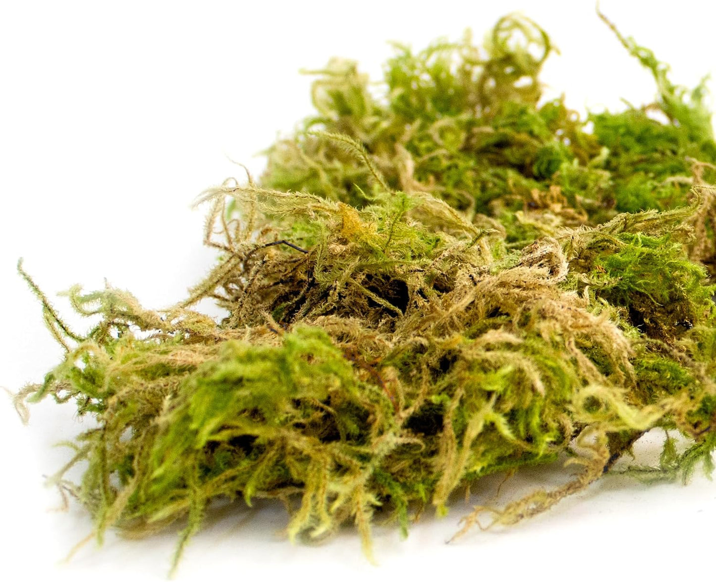 (25320) Forest Moss Preserved, Fresh Green, 2oz