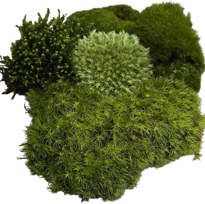 Live Terrarium Moss Assortment