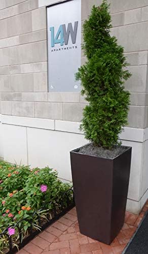 ML0560 Spanish Moss, 250 Cubic Inches