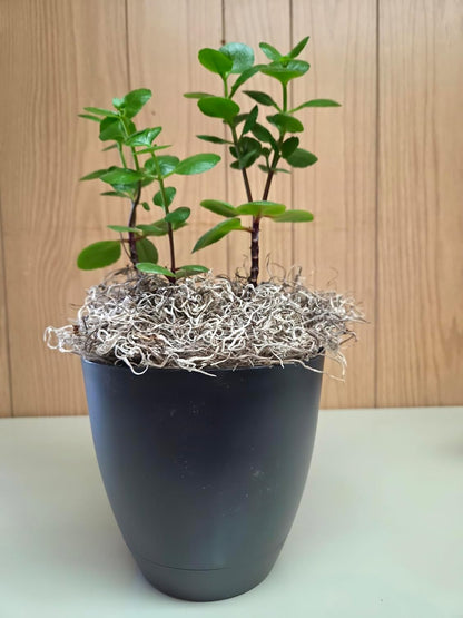 ML0560 Spanish Moss, 250 Cubic Inches